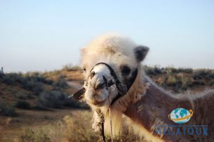 Grand Uzbekistan: from the Aral Sea to Fergana